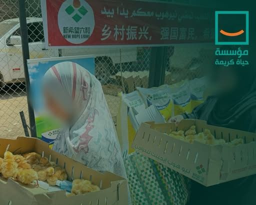 "حياة كريمة تمكّن 50 سيدة بالمنوفية بمشروعات تربية دواجن لبناء مستقبل أسرهن"