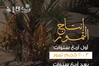 جمعية صناع الحياة تحتفل بأول إنتاج التمور من واحة الجيزة بعد عامين من الزراعة