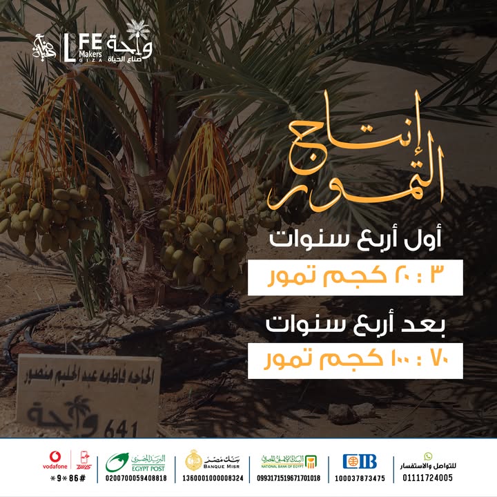جمعية صناع الحياة تحتفل بأول إنتاج التمور من واحة الجيزة بعد عامين من الزراعة